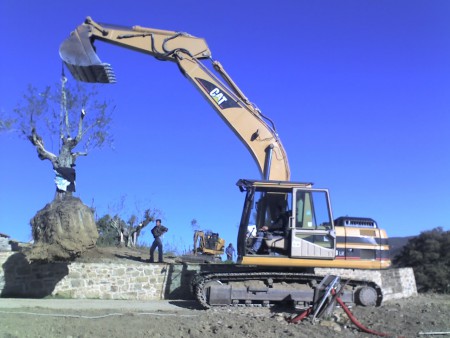 Trapianto olivi e piante in genere